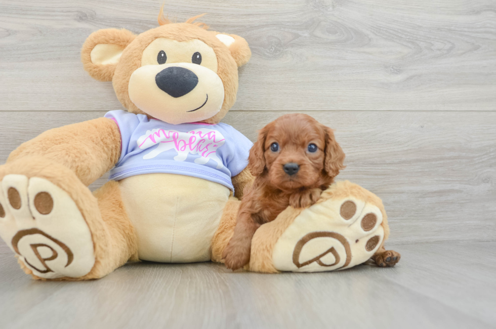 5 week old Cavalier King Charles Spaniel Puppy For Sale - Seaside Pups
