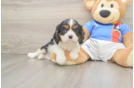 Cavalier King Charles Spaniel Pup Being Cute