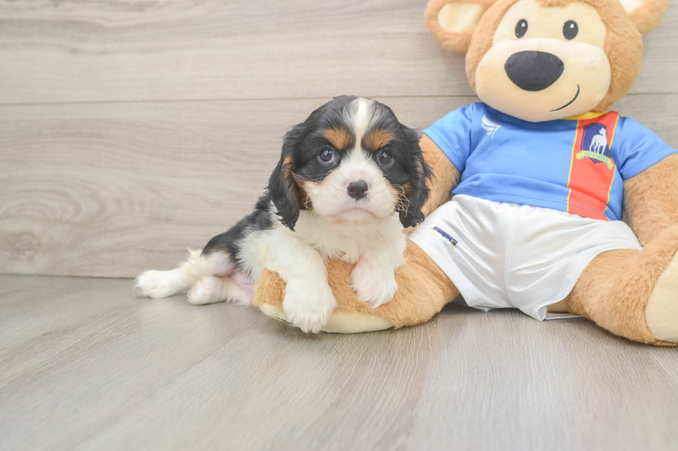 Cavalier King Charles Spaniel Pup Being Cute