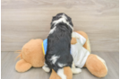 Cavalier King Charles Spaniel Puppy for Adoption