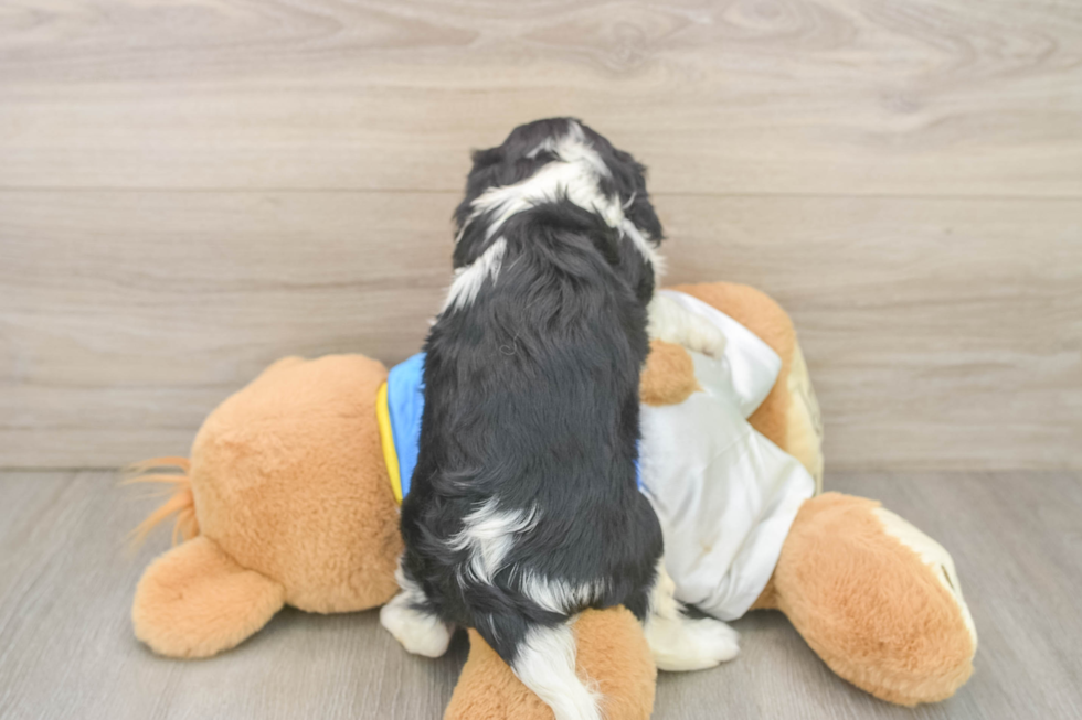 Cavalier King Charles Spaniel Puppy for Adoption