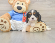 5 week old Cavalier King Charles Spaniel Puppy For Sale - Seaside Pups