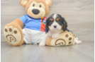 Cavalier King Charles Spaniel Pup Being Cute