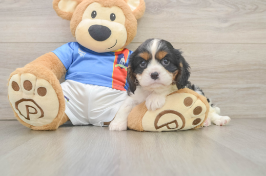 Cavalier King Charles Spaniel Pup Being Cute