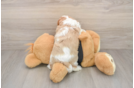 Adorable Cavalier Purebred Puppy