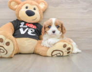 5 week old Cavalier King Charles Spaniel Puppy For Sale - Seaside Pups