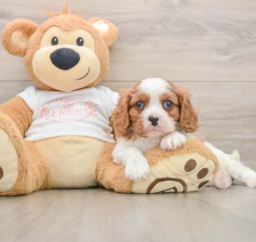 5 week old Cavalier King Charles Spaniel Puppy For Sale - Seaside Pups