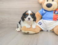 5 week old Cavalier King Charles Spaniel Puppy For Sale - Seaside Pups