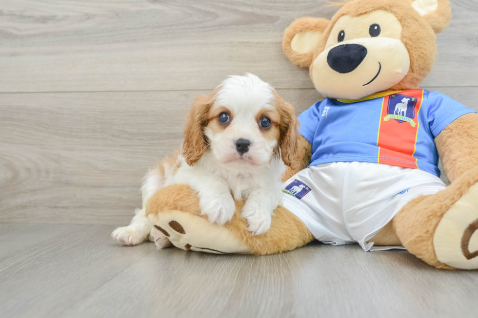 Cavalier King Charles Spaniel Pup Being Cute