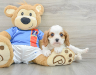 6 week old Cavalier King Charles Spaniel Puppy For Sale - Seaside Pups