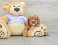 6 week old Cavalier King Charles Spaniel Puppy For Sale - Seaside Pups