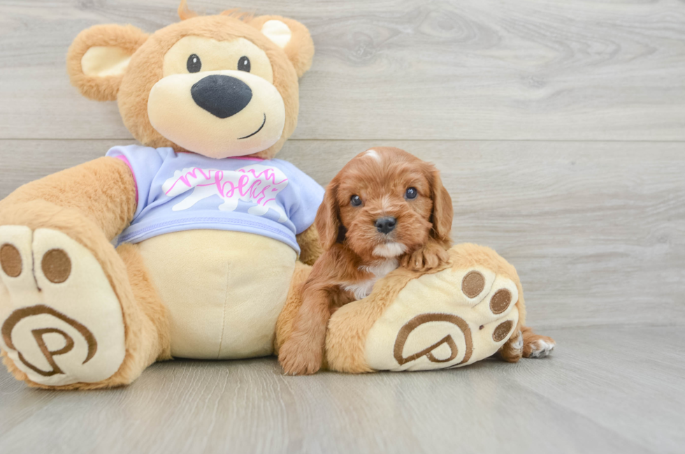 5 week old Cavalier King Charles Spaniel Puppy For Sale - Seaside Pups