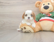 5 week old Cavalier King Charles Spaniel Puppy For Sale - Seaside Pups