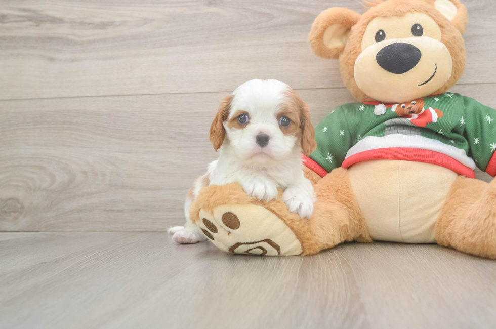 5 week old Cavalier King Charles Spaniel Puppy For Sale - Seaside Pups