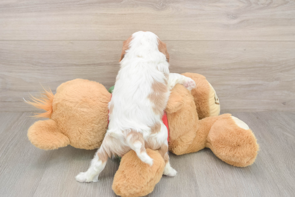 Cavalier King Charles Spaniel Pup Being Cute