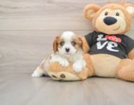 5 week old Cavalier King Charles Spaniel Puppy For Sale - Seaside Pups