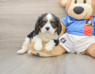 5 week old Cavalier King Charles Spaniel Puppy For Sale - Seaside Pups