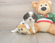 5 week old Cavalier King Charles Spaniel Puppy For Sale - Seaside Pups