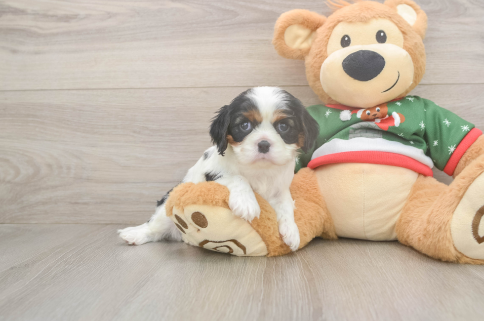 5 week old Cavalier King Charles Spaniel Puppy For Sale - Seaside Pups