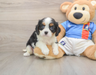 5 week old Cavalier King Charles Spaniel Puppy For Sale - Seaside Pups