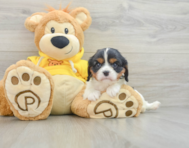 7 week old Cavalier King Charles Spaniel Puppy For Sale - Seaside Pups