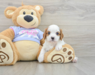5 week old Cavalier King Charles Spaniel Puppy For Sale - Seaside Pups