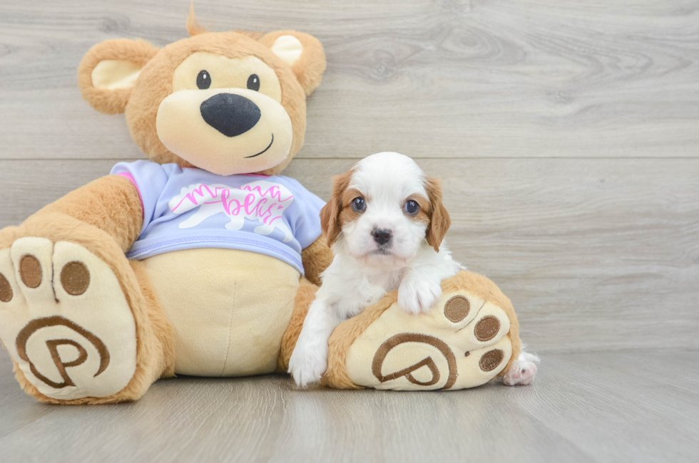 5 week old Cavalier King Charles Spaniel Puppy For Sale - Seaside Pups