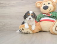 5 week old Cavalier King Charles Spaniel Puppy For Sale - Seaside Pups