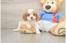 Cavalier King Charles Spaniel Pup Being Cute