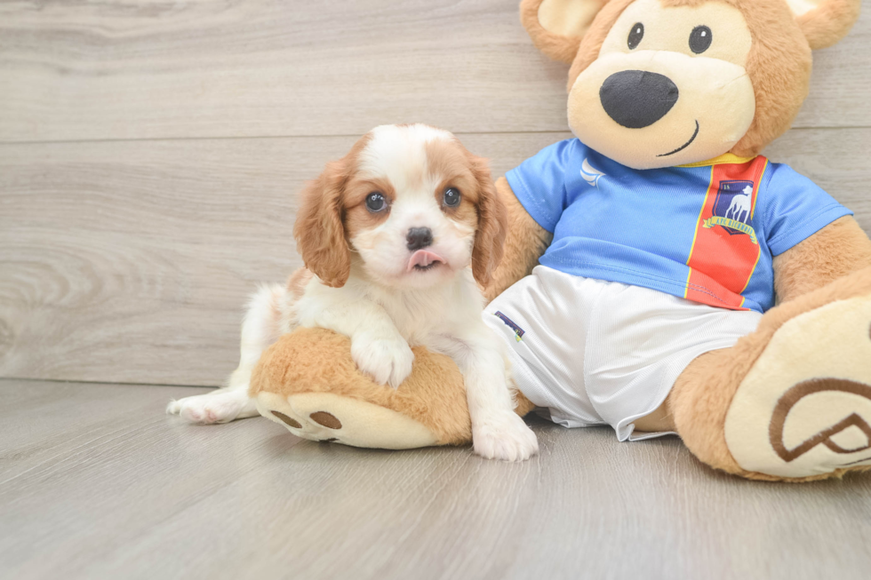 Cavalier King Charles Spaniel Pup Being Cute