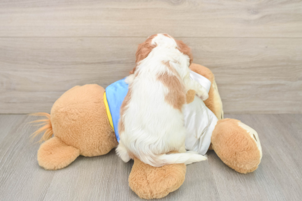Best Cavalier King Charles Spaniel Baby