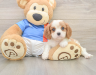 5 week old Cavalier King Charles Spaniel Puppy For Sale - Seaside Pups