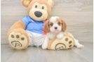 Hypoallergenic Cavalier King Charles Spaniel Purebred Pup