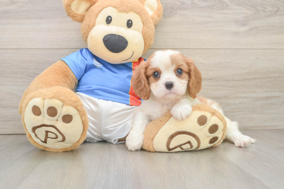 Hypoallergenic Cavalier King Charles Spaniel Purebred Pup