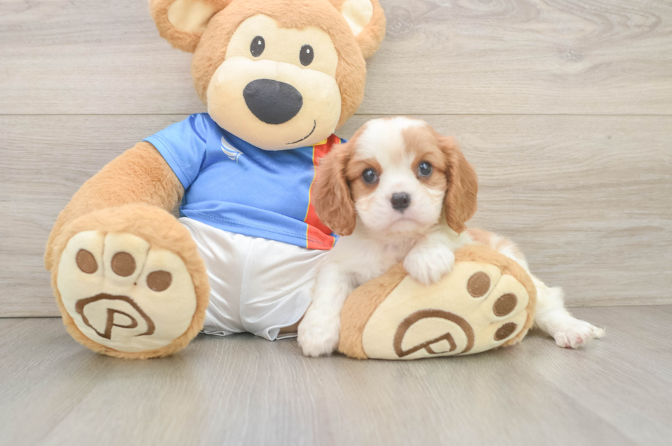 5 week old Cavalier King Charles Spaniel Puppy For Sale - Seaside Pups