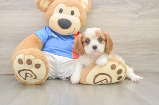 Hypoallergenic Cavalier King Charles Spaniel Purebred Pup