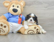 6 week old Cavalier King Charles Spaniel Puppy For Sale - Seaside Pups