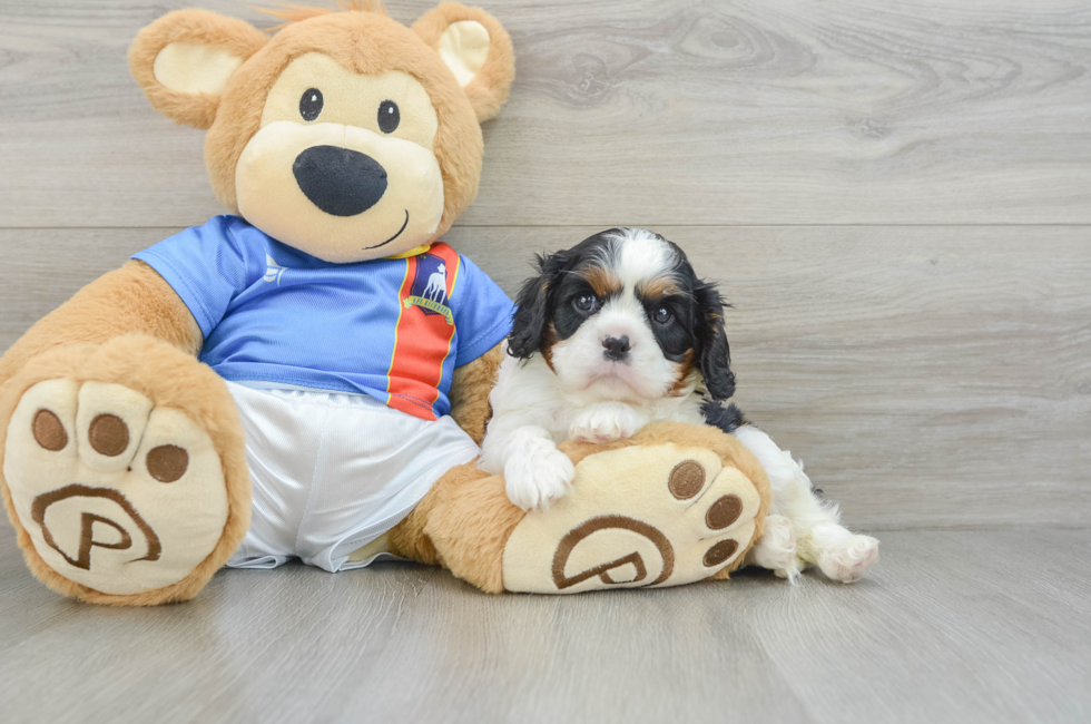 6 week old Cavalier King Charles Spaniel Puppy For Sale - Seaside Pups