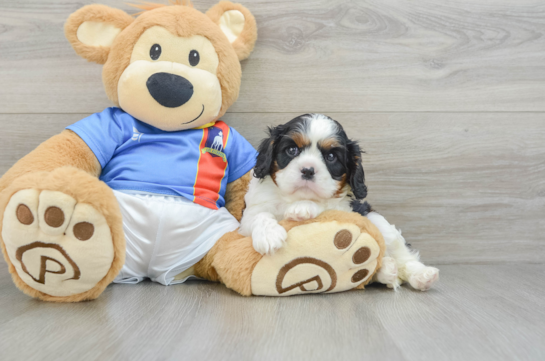 Cavalier King Charles Spaniel Pup Being Cute