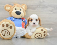 8 week old Cavalier King Charles Spaniel Puppy For Sale - Seaside Pups