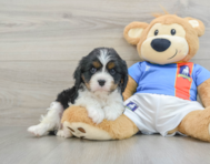 6 week old Cavalier King Charles Spaniel Puppy For Sale - Seaside Pups