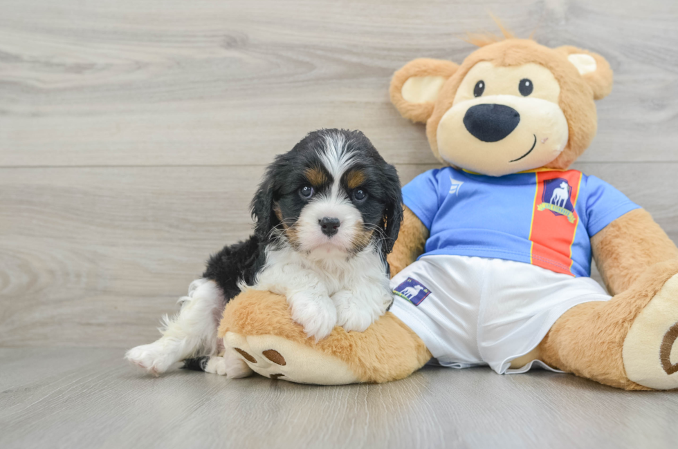 7 week old Cavalier King Charles Spaniel Puppy For Sale - Seaside Pups