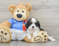 8 week old Cavalier King Charles Spaniel Puppy For Sale - Seaside Pups