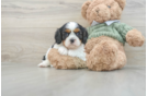 Best Cavalier King Charles Spaniel Baby