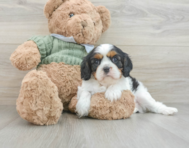 6 week old Cavalier King Charles Spaniel Puppy For Sale - Seaside Pups