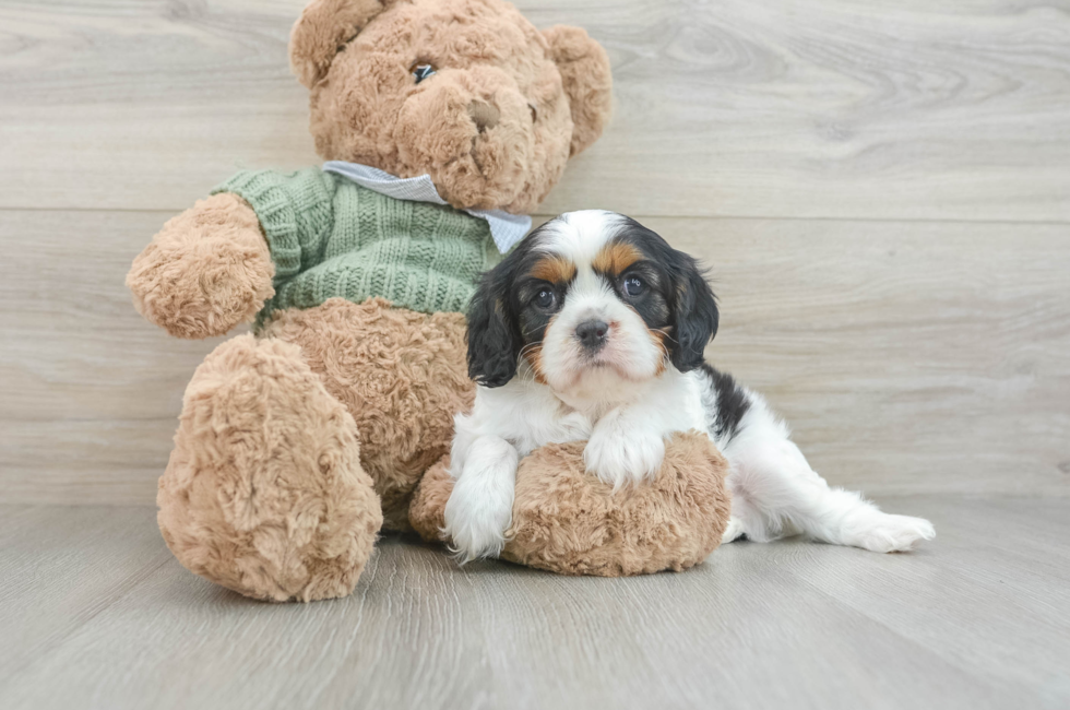 6 week old Cavalier King Charles Spaniel Puppy For Sale - Seaside Pups