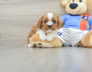 5 week old Cavalier King Charles Spaniel Puppy For Sale - Seaside Pups