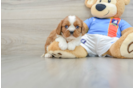 Hypoallergenic Cavalier King Charles Spaniel Purebred Pup