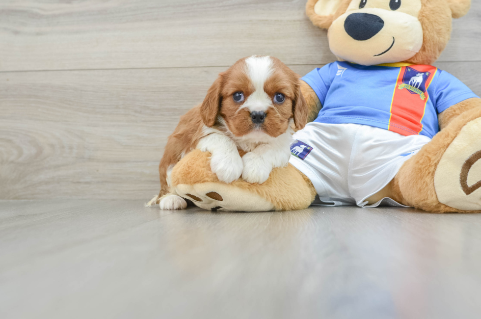 5 week old Cavalier King Charles Spaniel Puppy For Sale - Seaside Pups