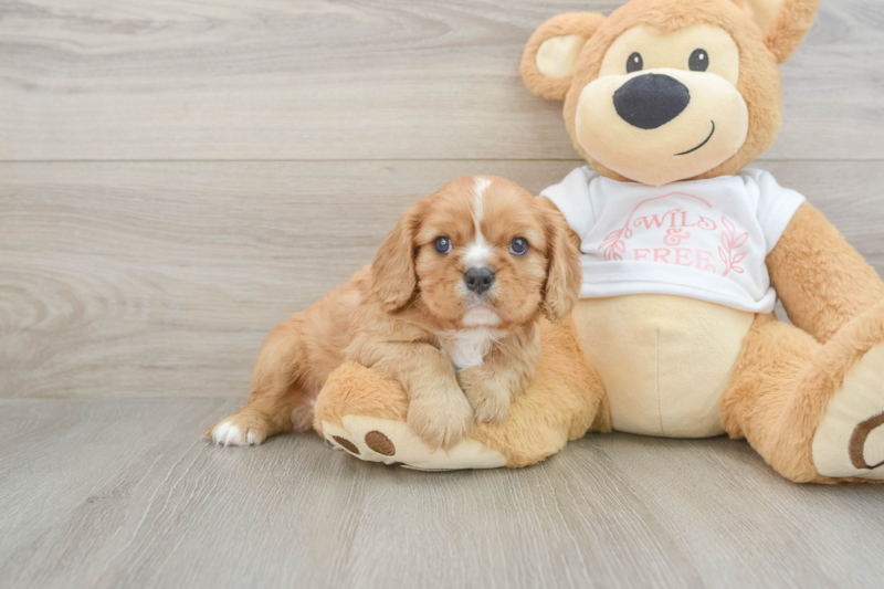 Meet Ben - our Cavalier King Charles Spaniel Puppy Photo 1/3 - Seaside Pups